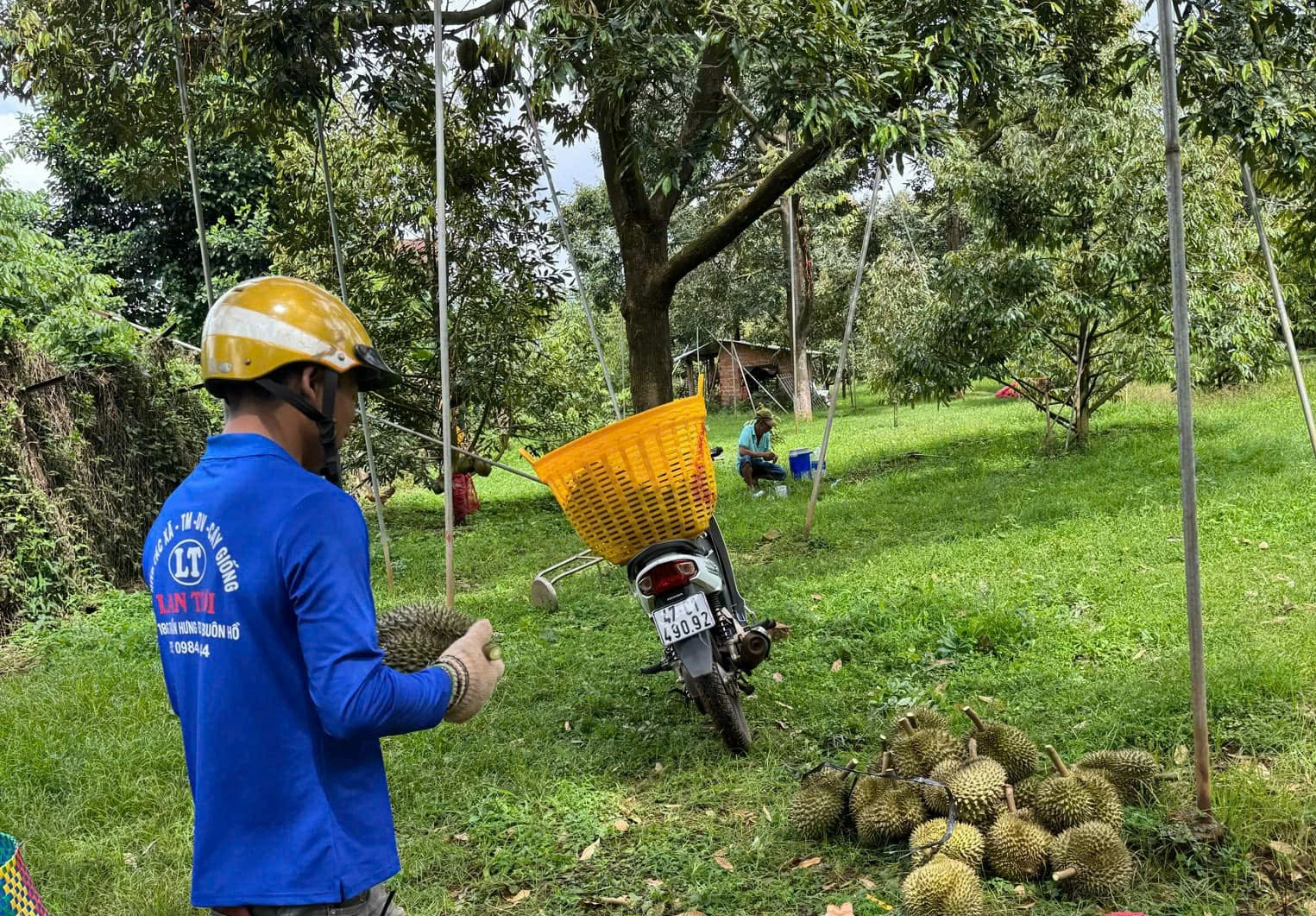 Mưa bão kéo dài, giá sầu riêng giảm mạnh- Ảnh 1.